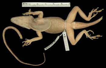 Media type: image;   Herpetology R-132371 Aspect: ventral